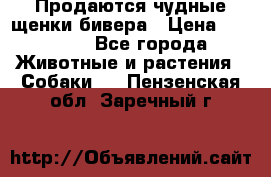 Продаются чудные щенки бивера › Цена ­ 25 000 - Все города Животные и растения » Собаки   . Пензенская обл.,Заречный г.